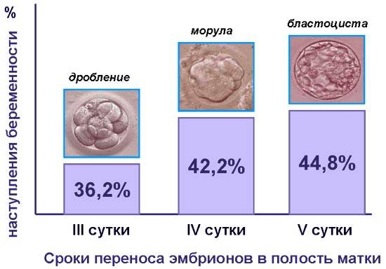 Как подготовиться к успешной программе эко?