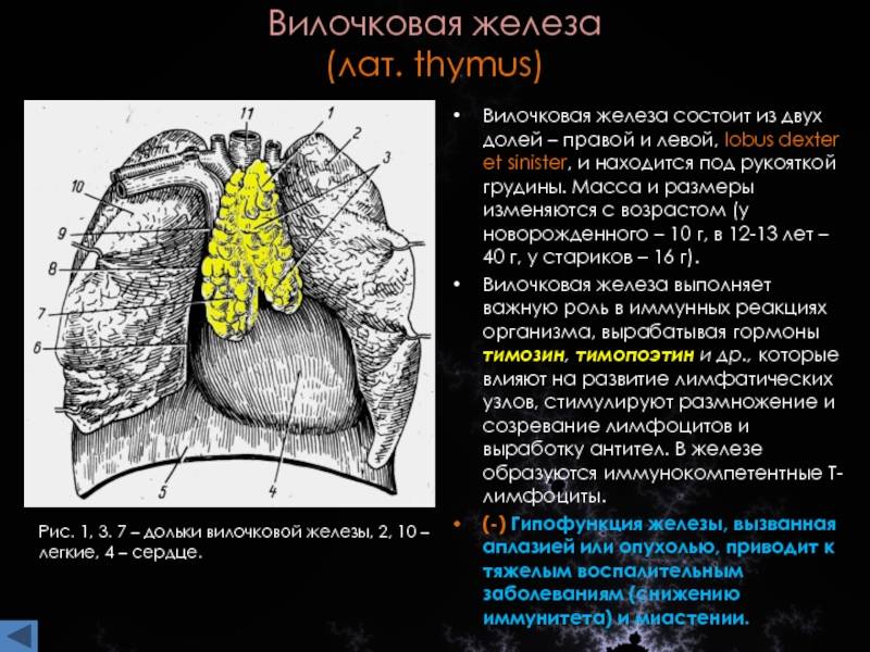 Вилочковая железа тимус регулирует. Вилочковая железа, Thymus. Вилочковая железа состоит из 2 долей. Вилочковая железа место нахождения функции. Вилочковая железа скелетотопия.