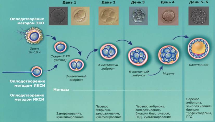 Как улучшить качество яйцеклеток и увеличить время жизни яичников? | iklumba