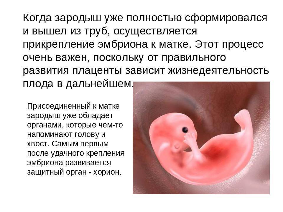 Через сколько после прикрепления. Прикрепленный эмбрион к матке. Эмбрион прикрепляется к матке. Прикрепление плода к матке. Место прикрепления зародыша к матке.