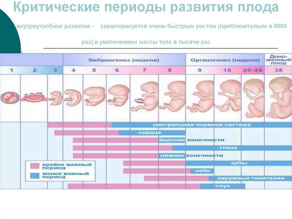 Как определить срок беременности — самые точные способы
