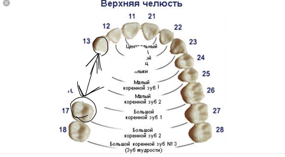 Верхний зуб новый. Как определить молочный зуб от коренного. 5 Зуб снизу коренной.