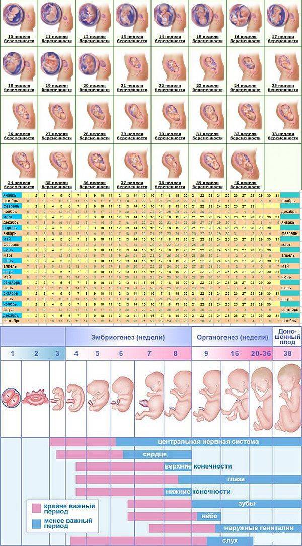 Калькулятор беременности - точный расчет по дням и неделям | календарь беременности