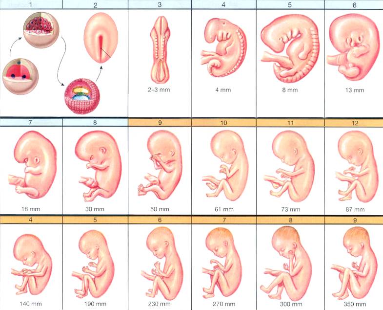 7 месяц беременности — какой живот и ребенок, можно ли летать, заниматься сексом, какие ощущения на 7 месяце беременности