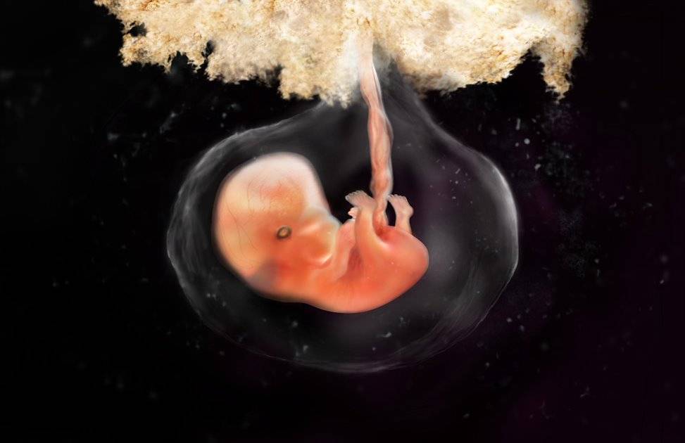 7 неделя беременности: изменения в организме, развитие эмбриона