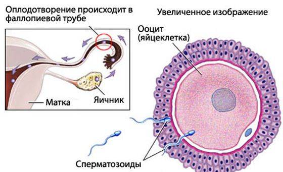 Как решиться на донорские яйцеклетки - статья репродуктивного центра «за рождение»