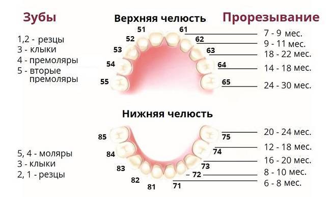 Сколько зубов в 3 года у ребенка и как лечат зубы в этом возрасте?