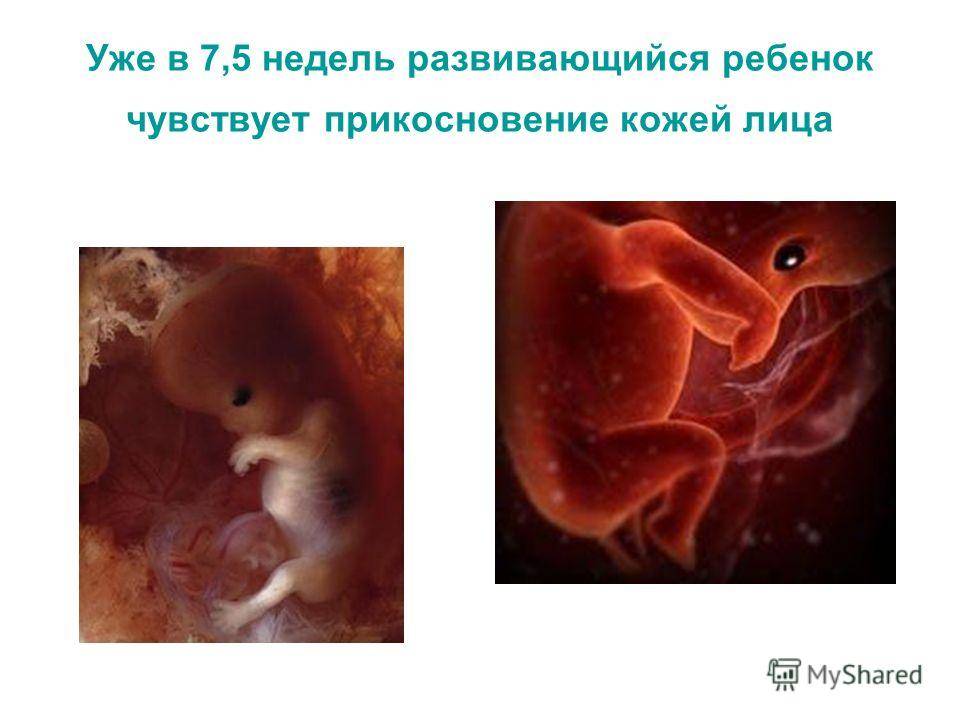 Когда начинает биться сердце у эмбриона (плода), на каком сроке? | nail-trade.ru