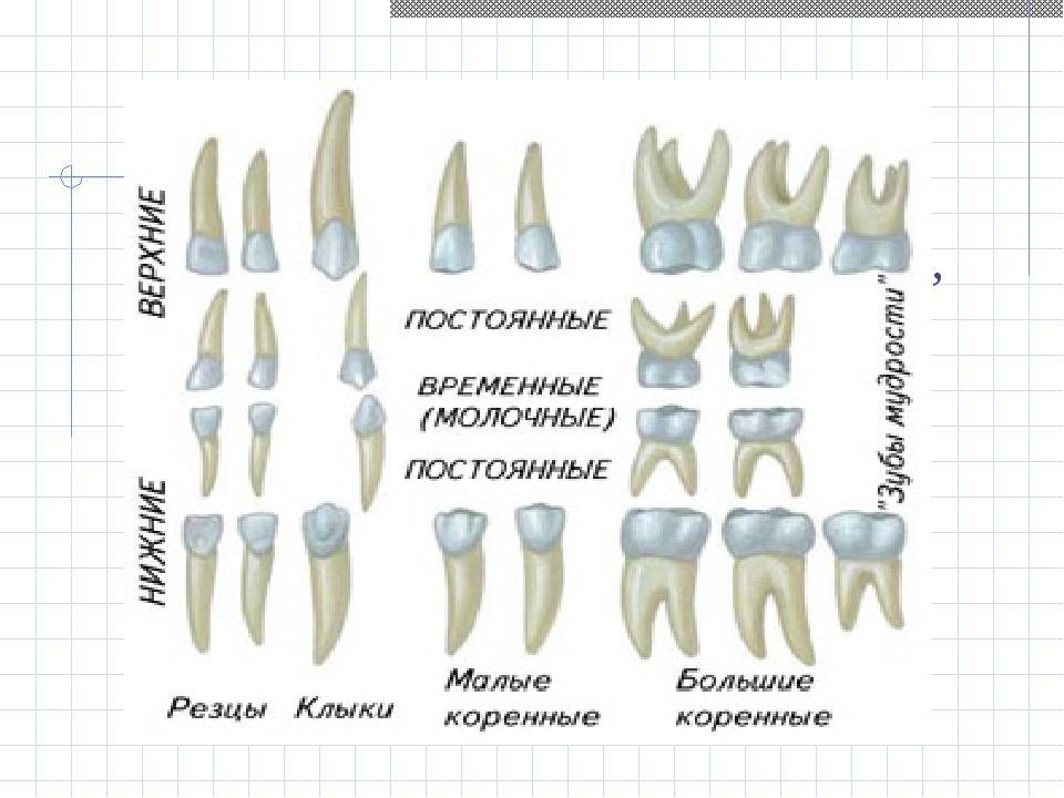 Как узнать и отличить коренной зуб от молочного: фото, описание