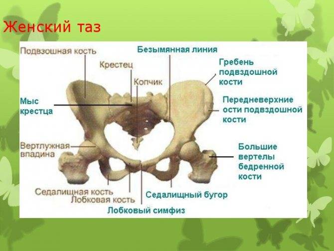 Дисфункция лобкового симфиза   | kinesiopro