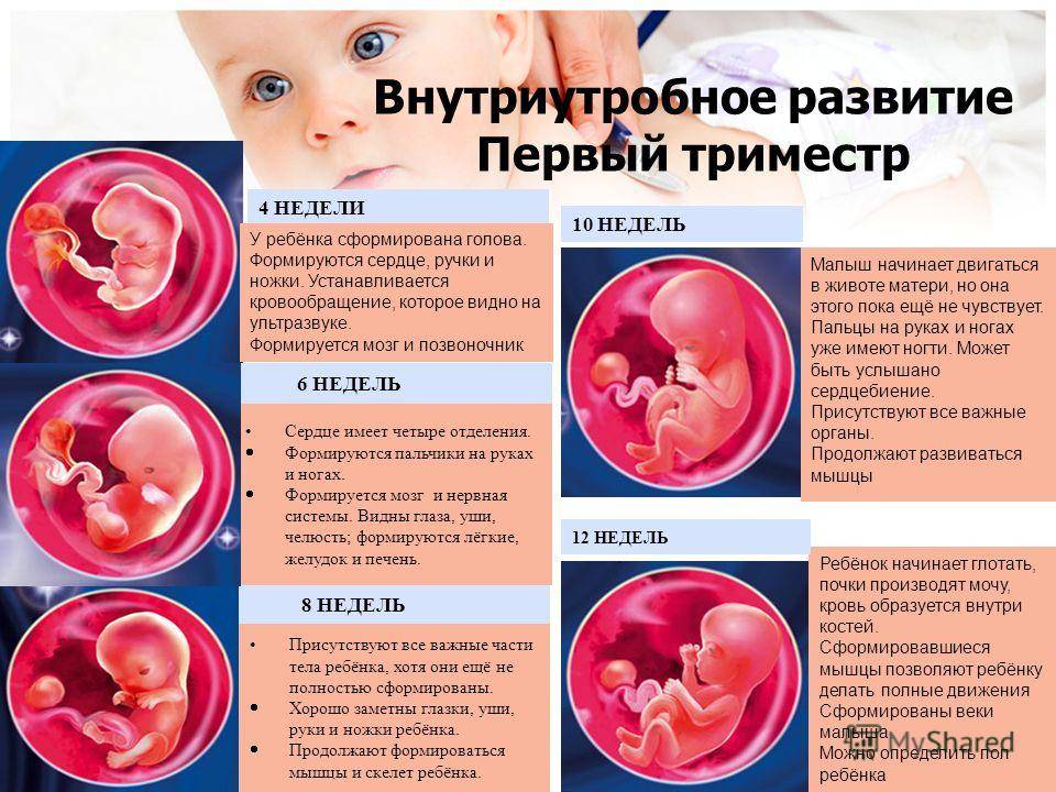Беременность. признаки и течение беременности. организм беременной женщины   | материнство - беременность, роды, питание, воспитание