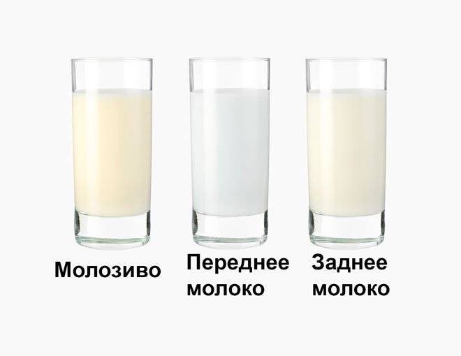 Как отличить молоко от молозива: признаки, состав и основные отличия