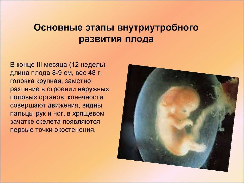 Беременность 11 недель