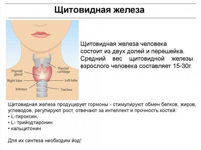 Функции и гормоны щитовидной железы, заболевания щитовидки: симптомы гипотиреоза и гипертиреоза