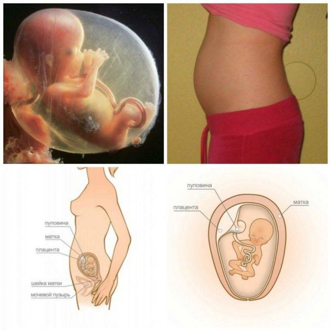 Развитие плода на 15 неделе беременности