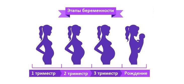 Скрининг 1, 2, 3 триместра беременности | отделение платных услуг
