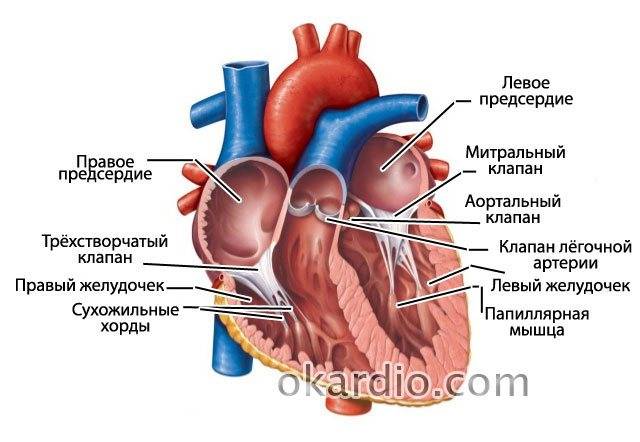 Эхокардиография сердца (эхо-кг, узи сердца)