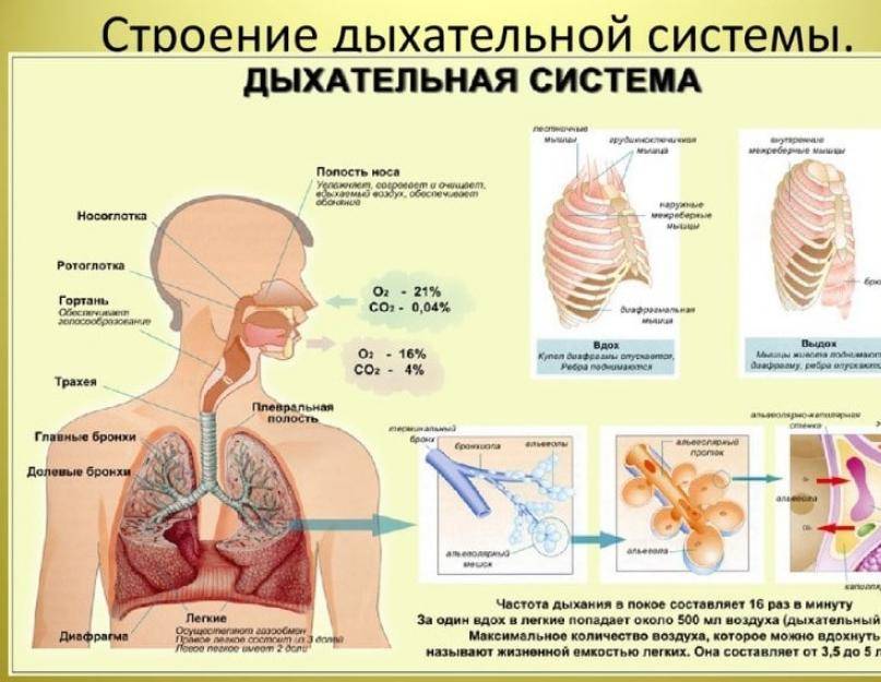 Заболевания дыхательных путей и их профилактика