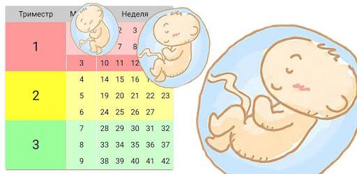 Календарь беременности по неделям, месяцам, триместрам