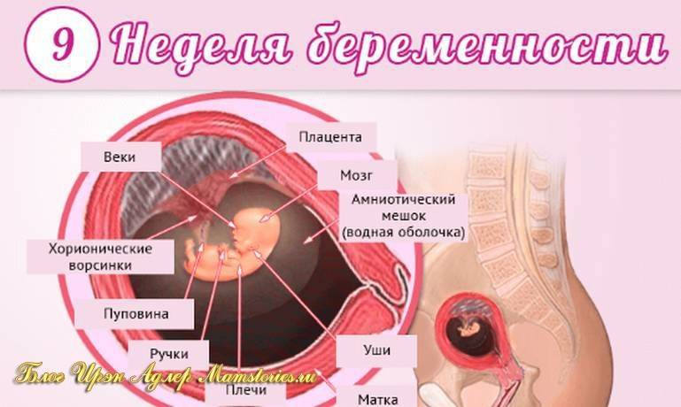 Первый месяц беременности: симптомы и ощущения, что можно и что нельзя, фото живота — медицинский женский центр в москве