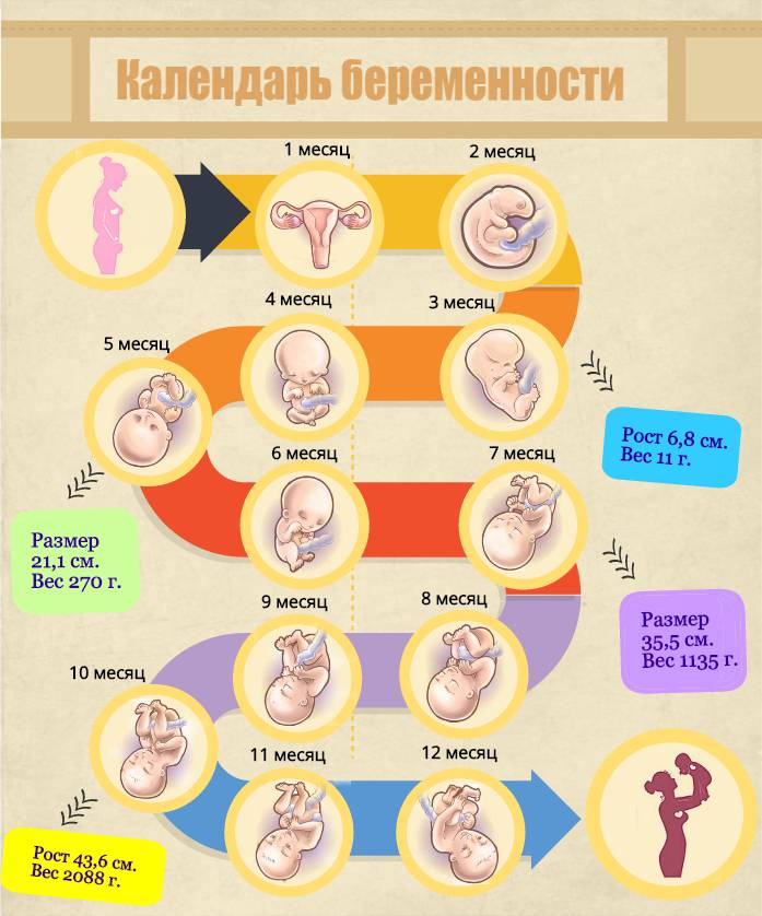Калькулятор беременности по неделям: рассчитать срок беременности и дату родов по дню последней менструации :: polismed.com