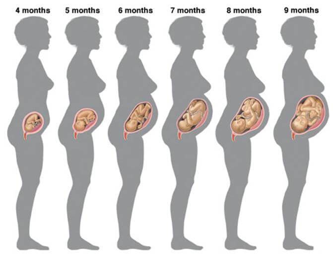 7 месяц беременности: ощущения женщины, развитие плода, фото