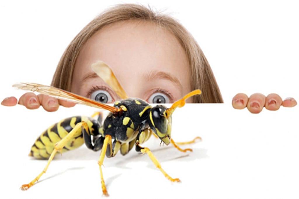 Почему ребенок до истерики боится насекомых и как побороть страх, что делать