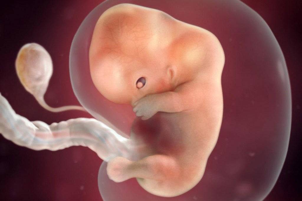 20 недель беременности: размер плода и его развитие, что происходит с малышом и будущей мамой