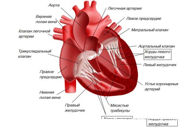 Эхокардиография сердца (эхо-кг, узи сердца). проведение, расшифровка, стоимость.