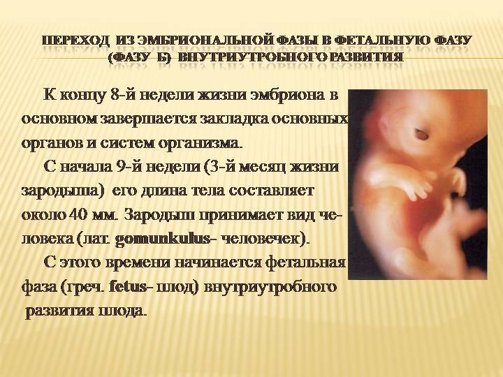 ᐉ какие недели в первом триместре самые опасные. какие сроки беременности считаются наиболее опасными и как сократить риски до минимума - ➡ sp-kupavna.ru