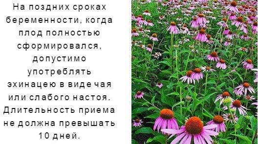 Эхинацея - популярное растение для вашего цветника: сорта с фото и все секреты выращивания на supersadovnik.ru