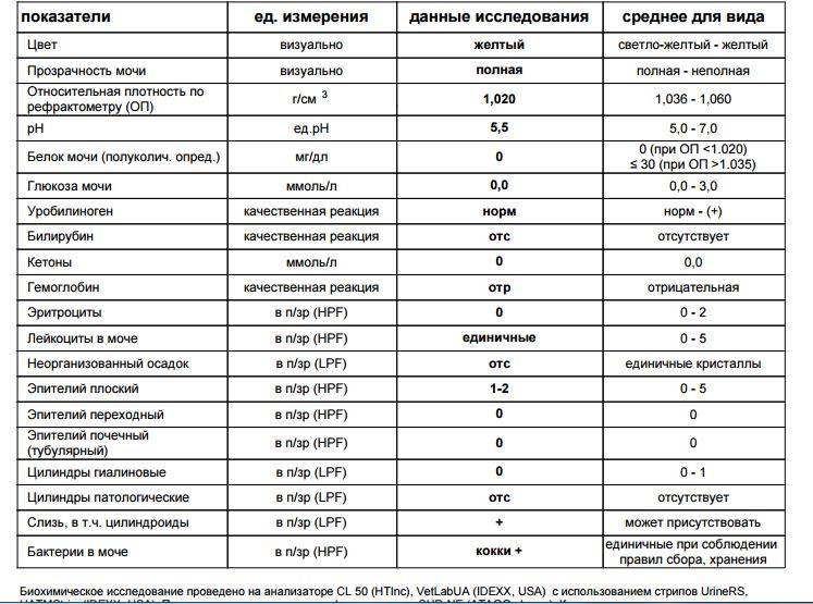 Белок в моче у беременных: причины появления белка в моче у беременной, прием уролога в москве