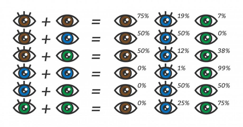 Цвет глаз у ребенка от родителей - таблица вероятностей