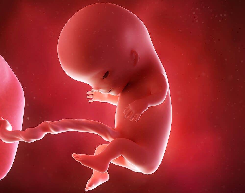 Как и когда начинает питаться ребенок (эмбрион) до рождения в утробе матери?
