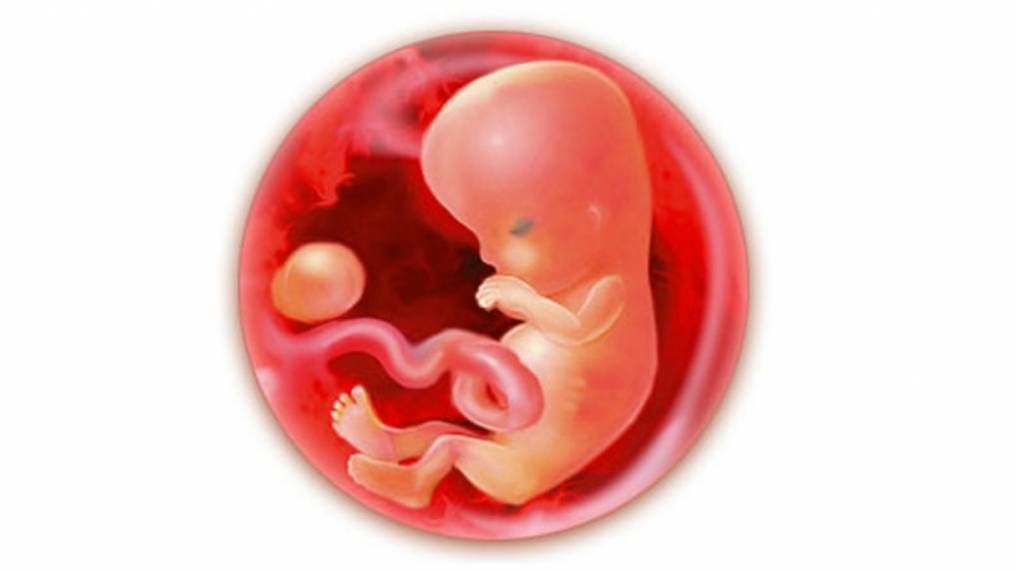 Анэмбриония или почему не видно эмбриона на узи