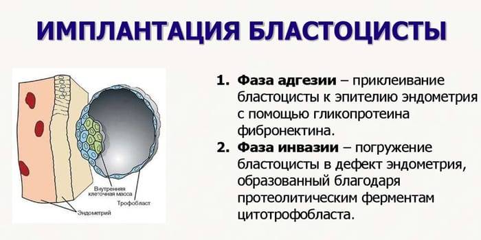 Экстракорпоральное оплодотворение: этапы по дням цикла