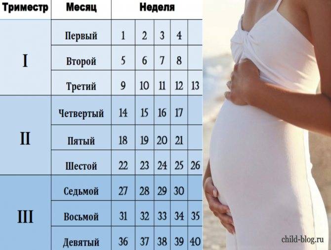 2 триместр беременности: что происходит с плодом - частный роддом клиники екатерининская