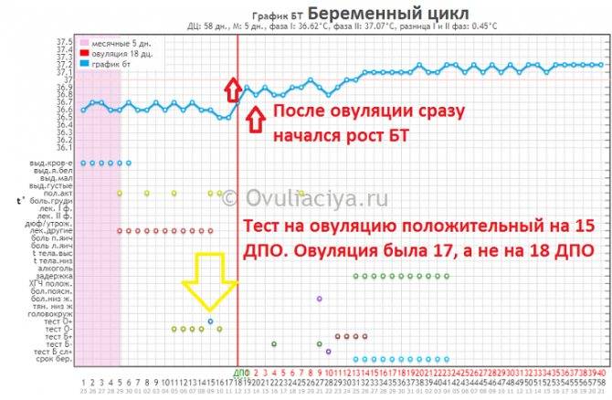 Первые признаки оплодотворения после овуляции у женщин. советы нмк