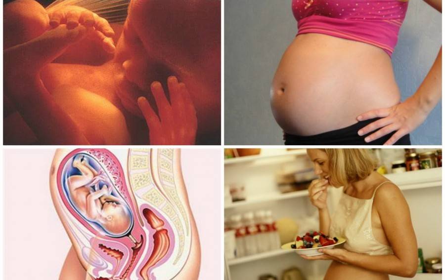 Беременность. как определить симптомы беременности? все о беременности - статьи |
 эко-блог
