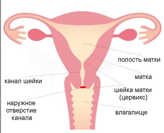 Патологии эндометрия, полости матки и цервикального канала!