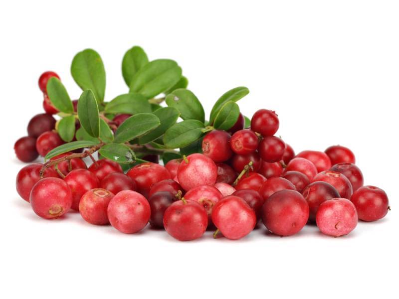 Чудо-ягода брусника: красиво, вкусно и полезно