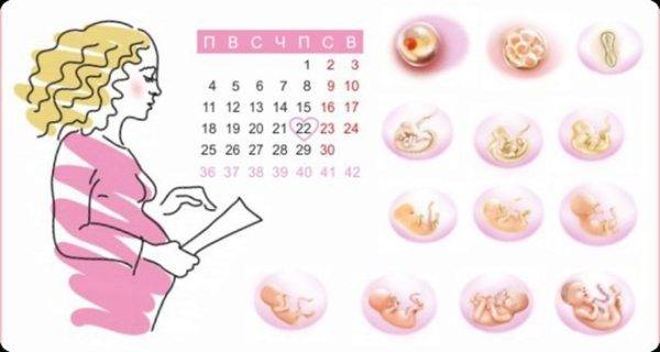 Начало «золотого» периода: акушер-гинеколог рассказала о 12 неделе беременности
