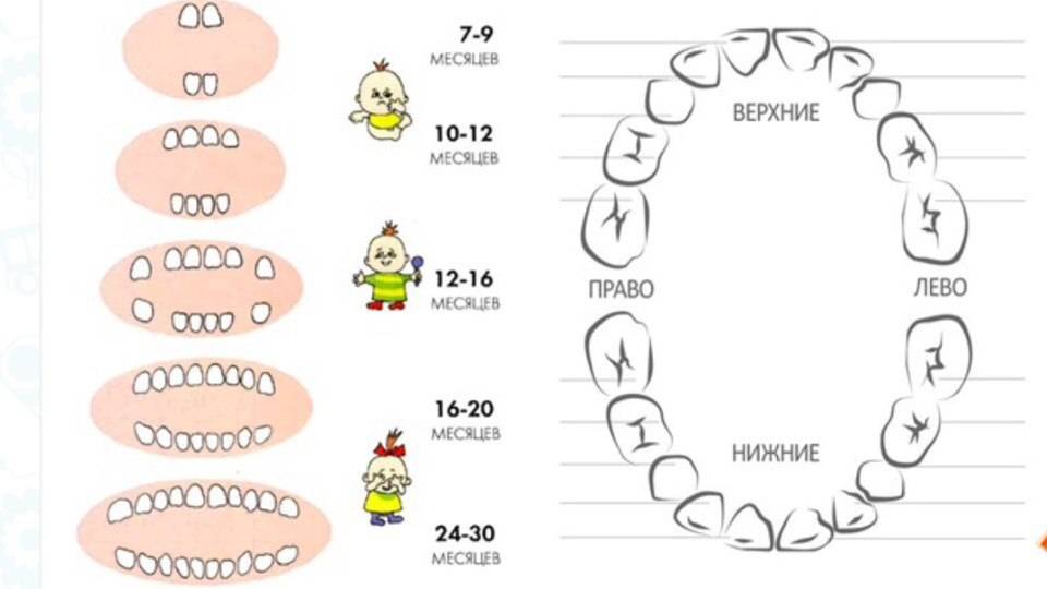 Когда выпадают молочные зубы у детей – схема, сколько их у ребенка