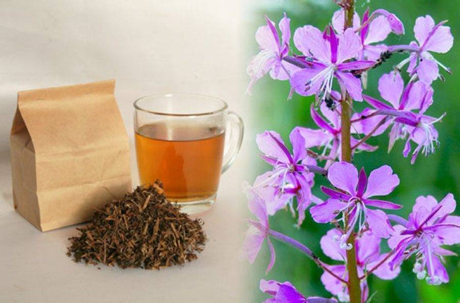 Иван чай - полезные свойства, как заваривать. как правильно собирать и сушить иван чай