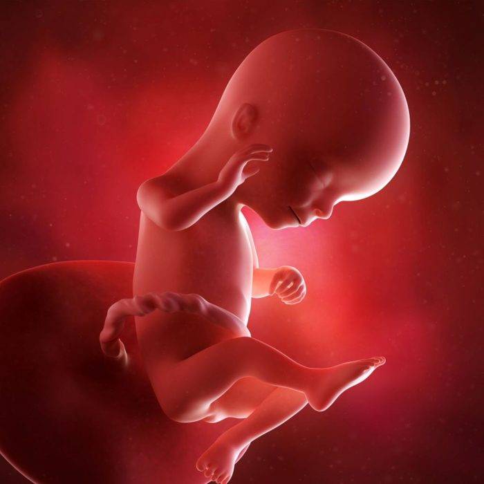 Узи на 4 неделе беременности: решаем вопрос рожать или не рожать?