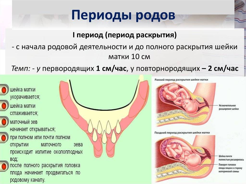 Шейка матки при беременности норма по неделям