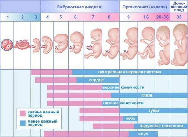 Токсикоз — неприятный спутник беременности: причины появления и способы облегчить состояние будущей мамы