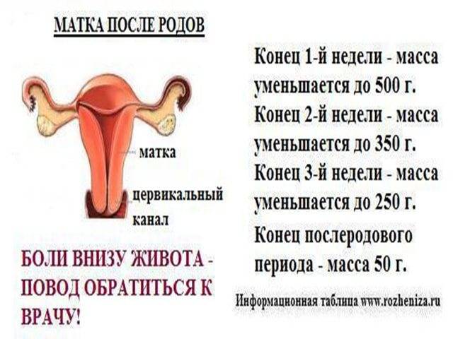 Как долго после кесарева сечения сокращается матка?
