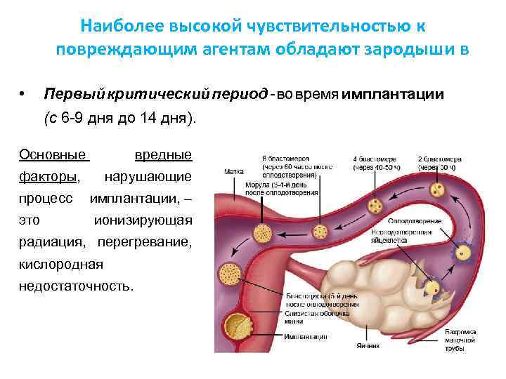 Эмбриологические аспекты эко/икси