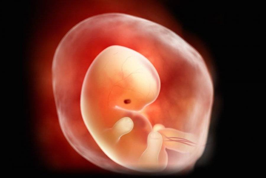 7 неделя беременности: что происходит с малышом и мамой | что чувствует женщина и развитие плода на седьмой неделе